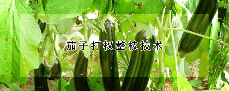 茄子打杈整枝技術(shù)