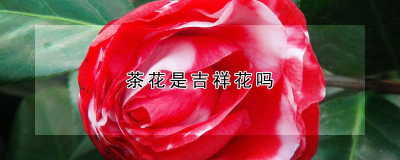 茶花是吉祥花嗎