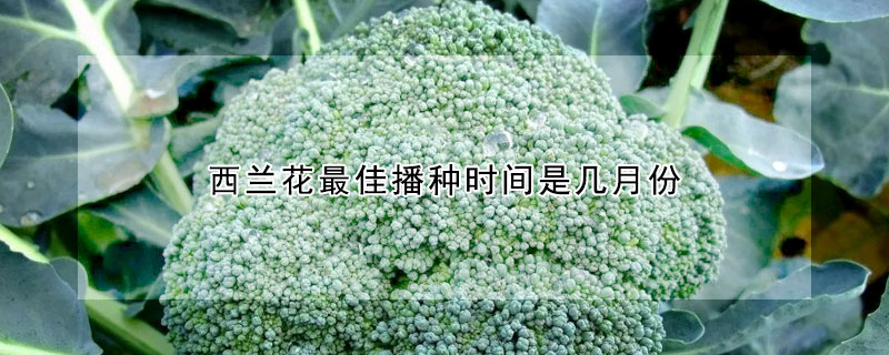 西蘭花最佳播種時間是幾月份