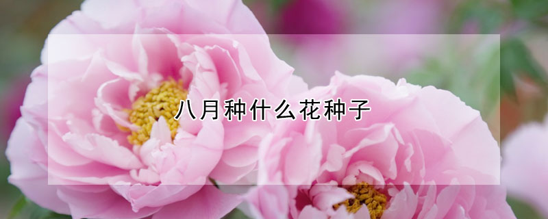 八月種什么花種子