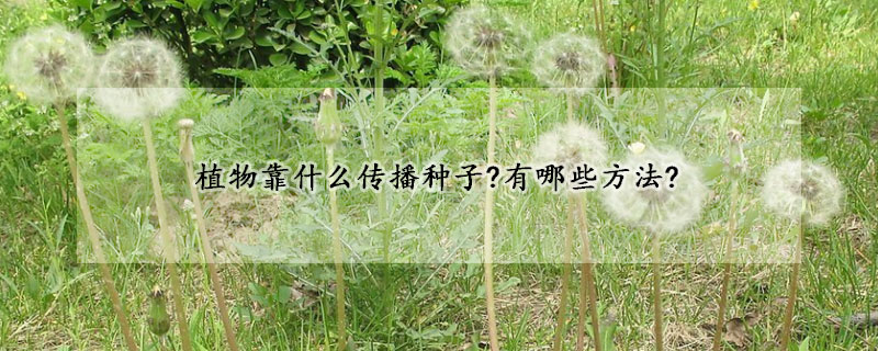 植物靠什么傳播種子?有哪些方法?