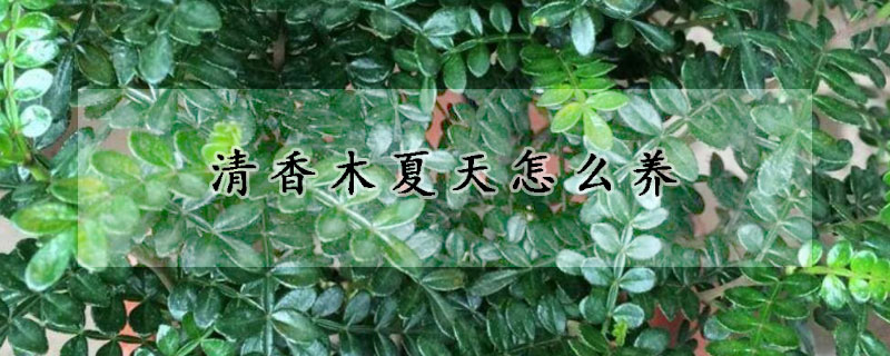 清香木夏天怎么養