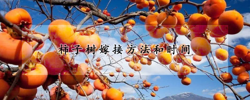 柿子樹嫁接方法和時(shí)間