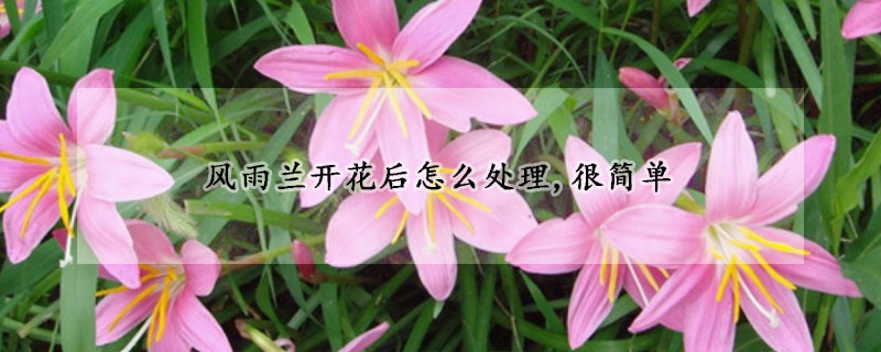 風(fēng)雨蘭開花后怎么處理,很簡單