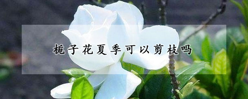 梔子花夏季可以剪枝嗎