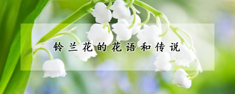 鈴蘭花的花語(yǔ)和傳說(shuō)