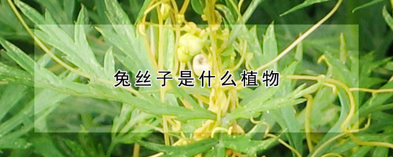 兔絲子是什么植物