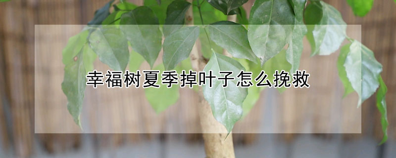 幸福樹夏季掉葉子怎么挽救