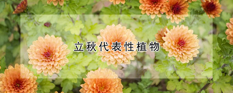 立秋代表性植物