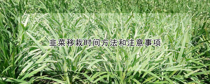 韭菜移栽時間方法和注意事項