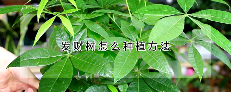 發財樹怎么種植方法