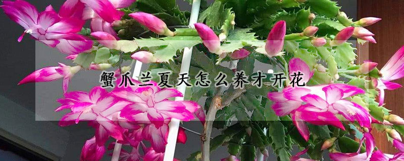 蟹爪蘭夏天怎么養才開花