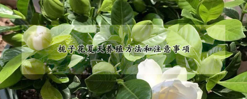 梔子花夏天養殖方法和注意事項