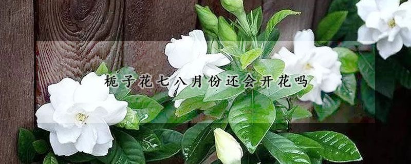 梔子花七八月份還會開花嗎