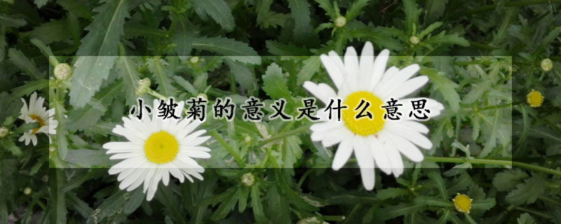 小皺菊的意義是什么意思