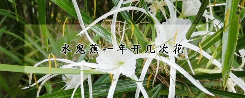 水鬼蕉一年開幾次花