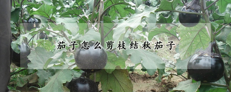 茄子怎么剪枝結秋茄子