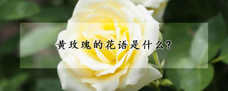 黃玫瑰的花語是什么?