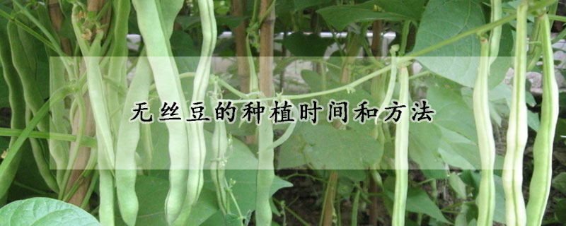 無(wú)絲豆的種植時(shí)間和方法