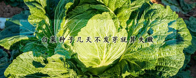 白菜種子幾天不發(fā)芽就算失敗