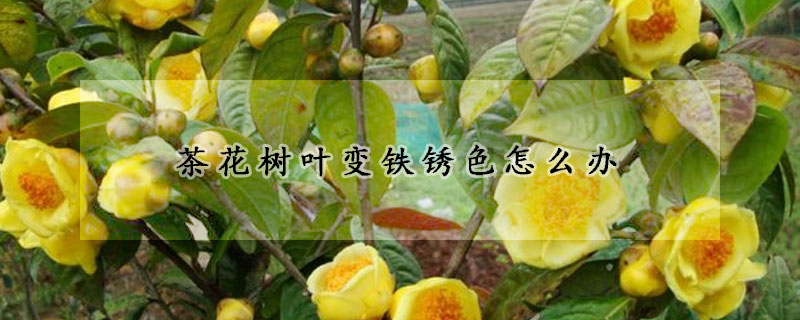 茶花樹葉變鐵銹色怎么辦