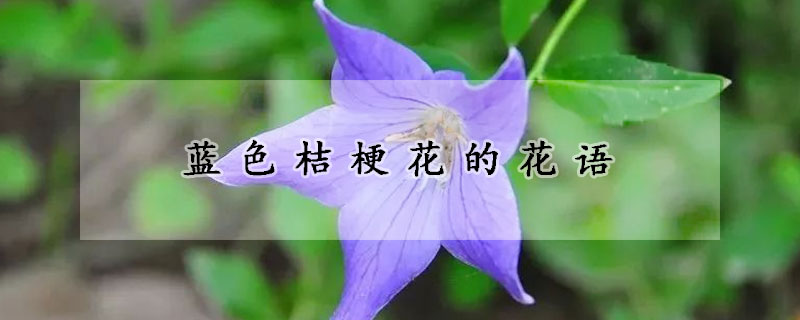 藍色桔梗花的花語