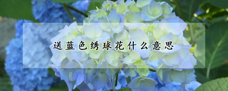 送藍(lán)色繡球花什么意思