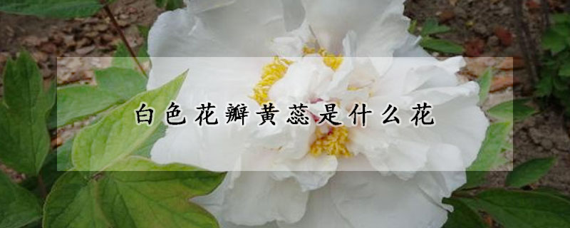 白色花瓣黃蕊是什么花