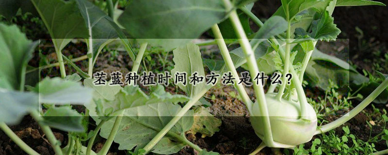 苤藍種植時間和方法是什么?