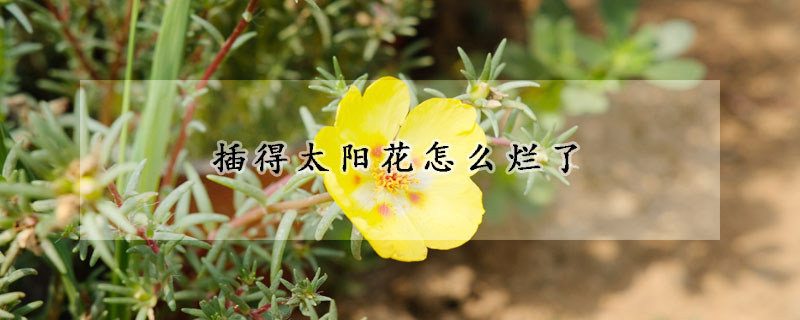 插得太陽花怎么爛了