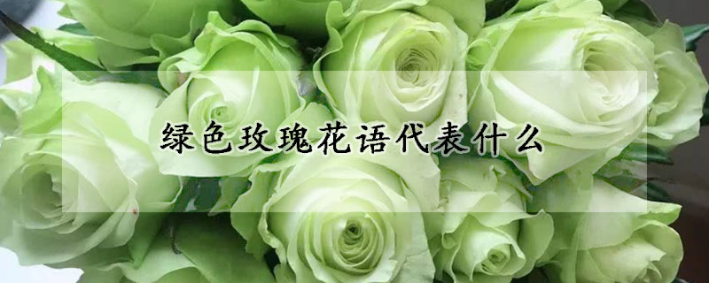 綠色玫瑰花語代表什么