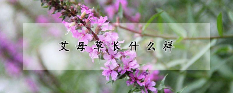 艾母草長什么樣