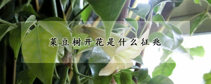 菜豆樹開花是什么征兆