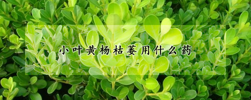 小葉黃楊枯萎用什么藥