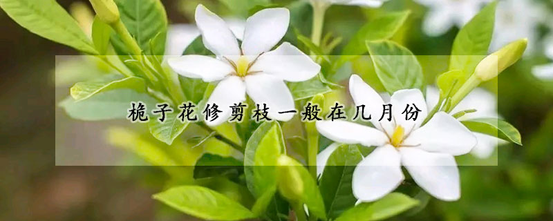 桅子花修剪枝一般在幾月份