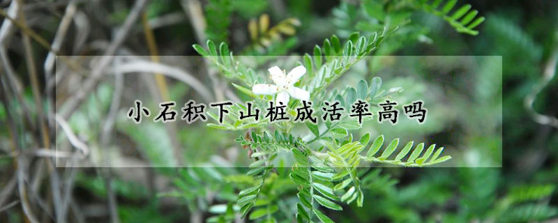 小石積下山樁成活率高嗎