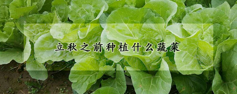 立秋之前種植什么蔬菜