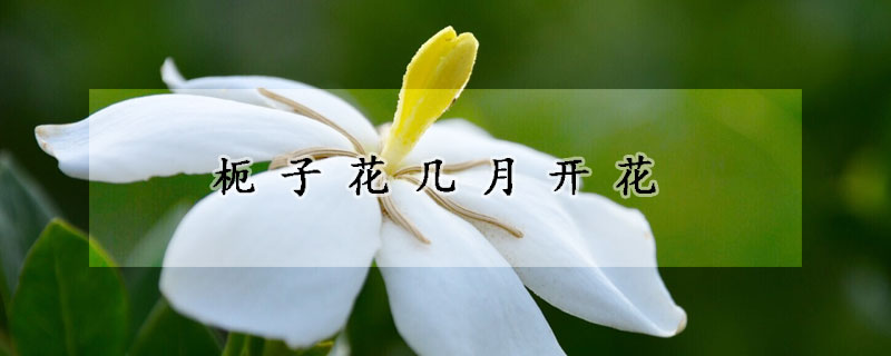 枙子花幾月開花