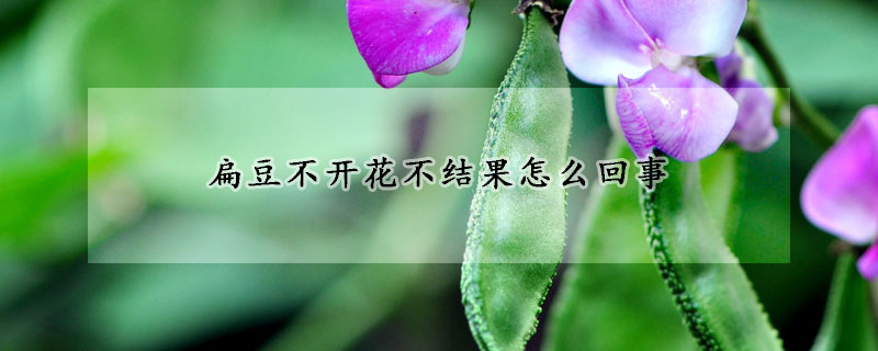 扁豆不開花不結(jié)果怎么回事