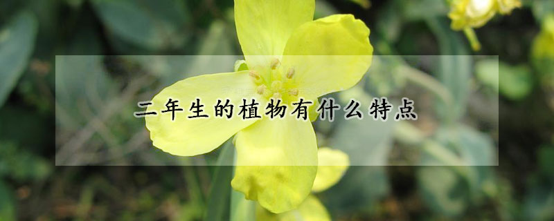 二年生的植物有什么特點(diǎn)