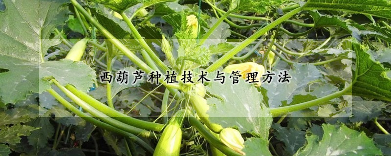 西葫蘆種植技術(shù)與管理方法