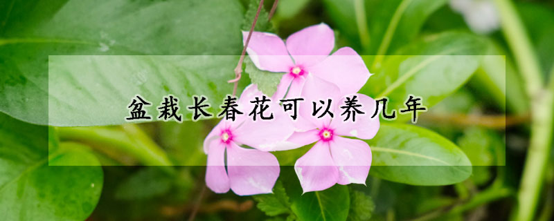 盆栽長春花可以養幾年