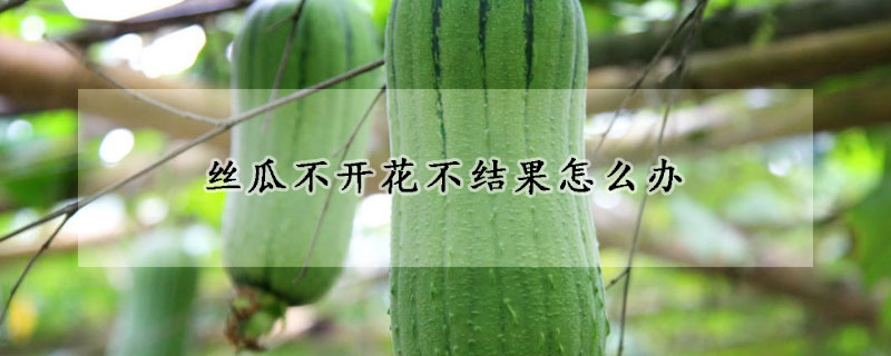 絲瓜不開花不結果怎么辦