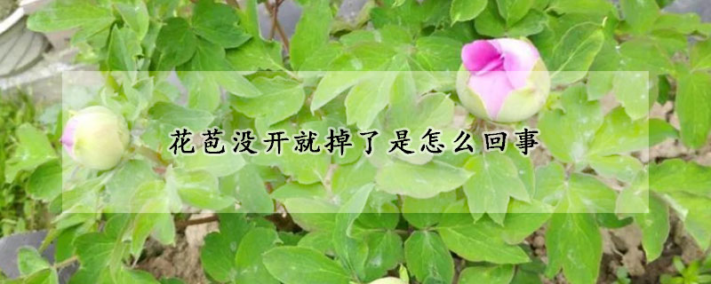 花苞沒開就掉了是怎么回事