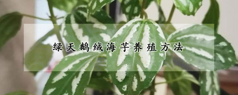 綠天鵝絨海芋養(yǎng)殖方法