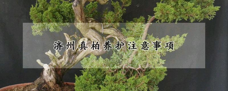 濟州真柏養護注意事項