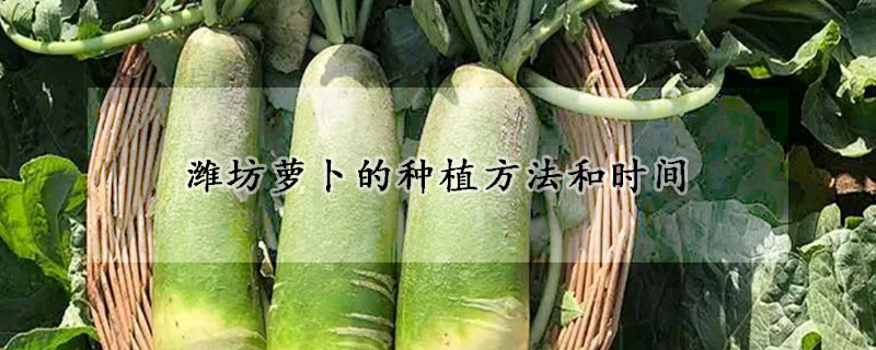 濰坊蘿卜的種植方法和時間