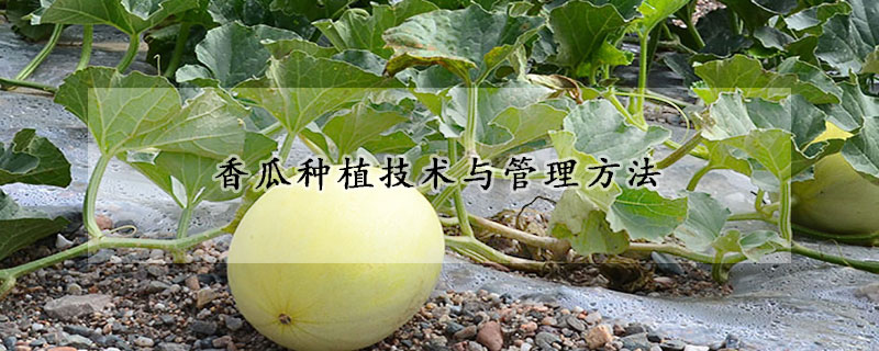 香瓜種植技術與管理方法