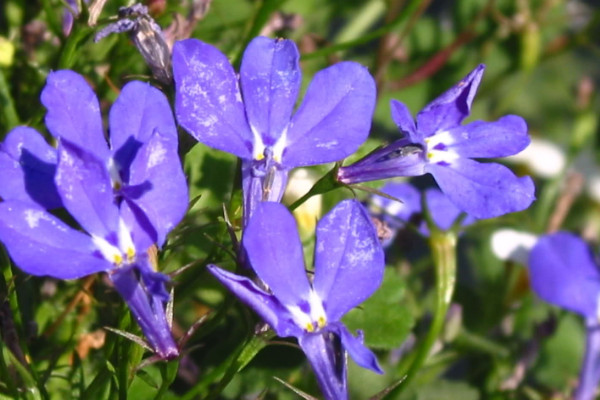 花的種類大全 常見鮮花種類