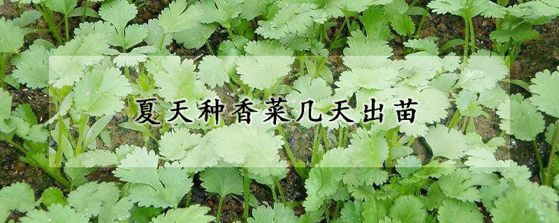 夏天種香菜幾天出苗